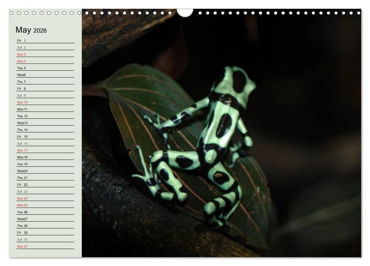 Produktbild: Poison dart frogs / UK-Version / Birthday Calendar (Wall Calendar 2026 DIN A3 landscape), CALVENDO 12 Month Wall Calendar