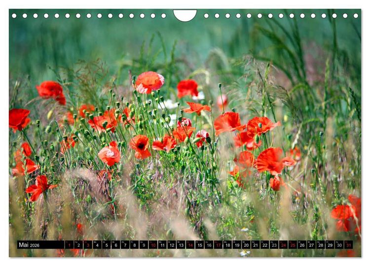 Produktbild: Mohnblumen (Wandkalender 2026 DIN A4 quer), CALVENDO Monatskalender