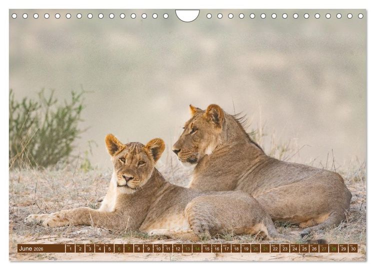 Produktbild: Lions of Southern Africa (Wall Calendar 2026 DIN A4 landscape), CALVENDO 12 Month Wall Calendar