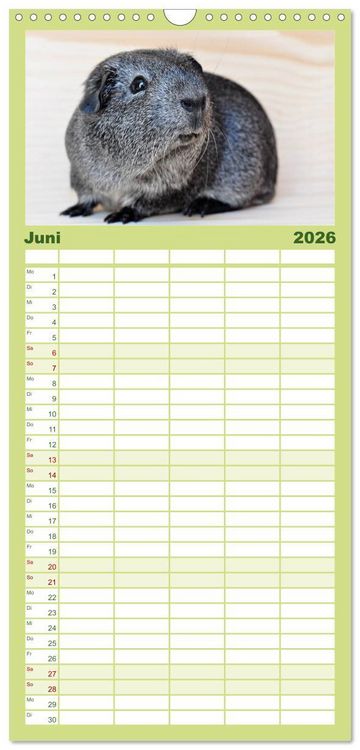 Produktbild: Familienplaner 2026 - Meerschweinchen Niedliche Herzensbrecher mit 5 Spalten (Wandkalender, 21 x 45 cm) CALVENDO