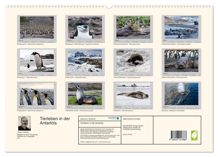 Produktbild: Tierleben in der Antarktis (hochwertiger Premium Wandkalender 2026 DIN A2 quer), Kunstdruck in Hochglanz