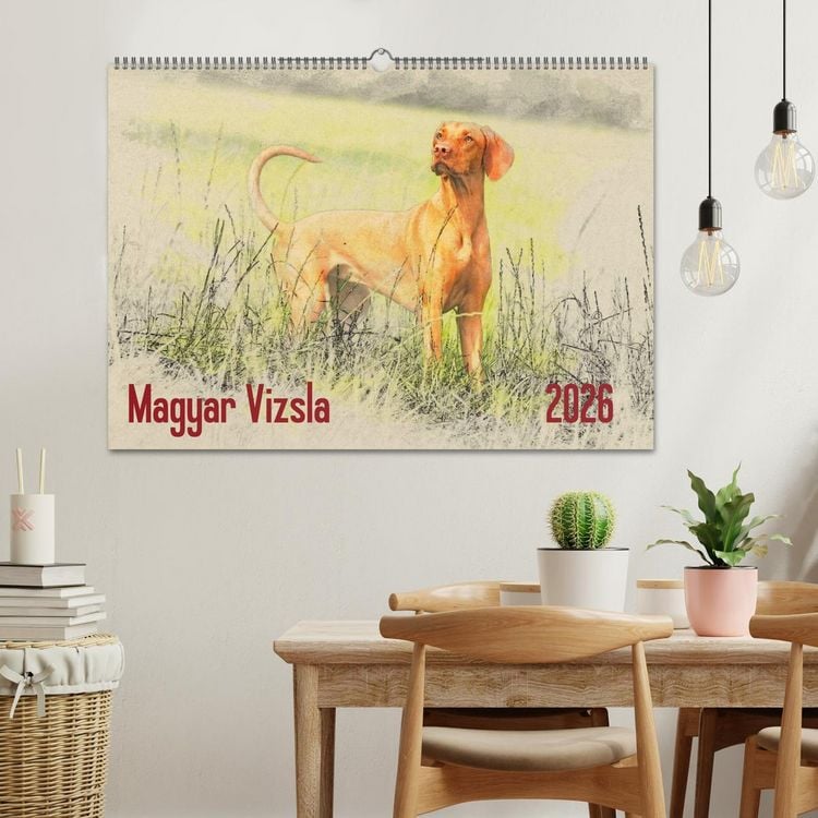 Produktbild: Magyar Vizsla 2026 (Wandkalender 2026 DIN A2 quer), CALVENDO Monatskalender