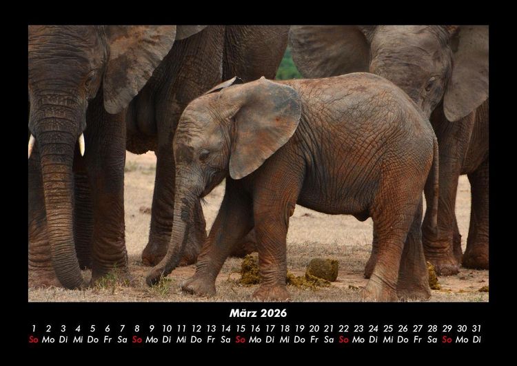 Produktbild: Welt der Tiere 2026 Fotokalender DIN A3
