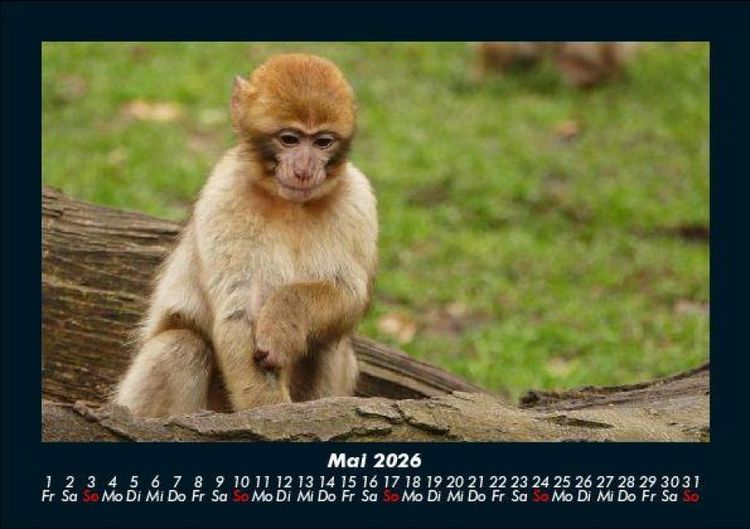 Produktbild: Tierkalender 2026 Fotokalender DIN A5