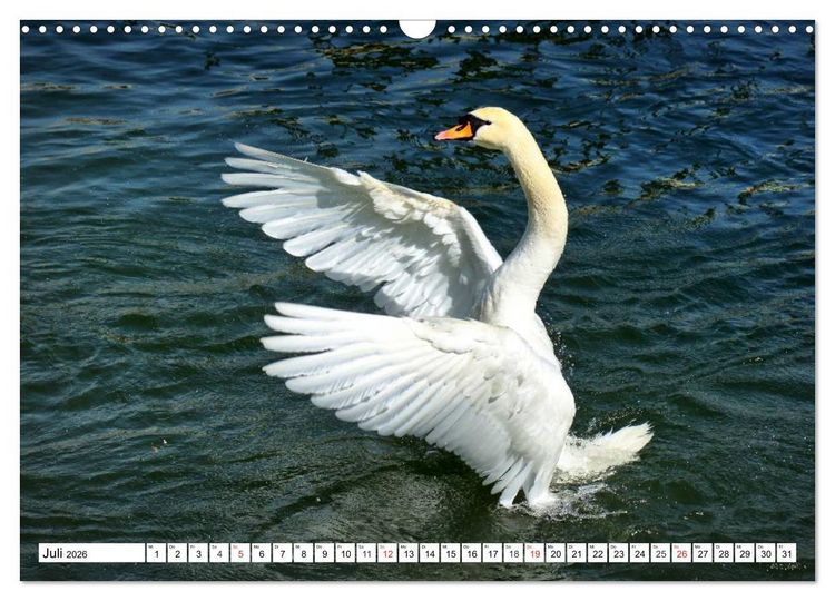 Produktbild: Elegante Schw&auml;ne (Wandkalender 2026 DIN A3 quer), CALVENDO Monatskalender