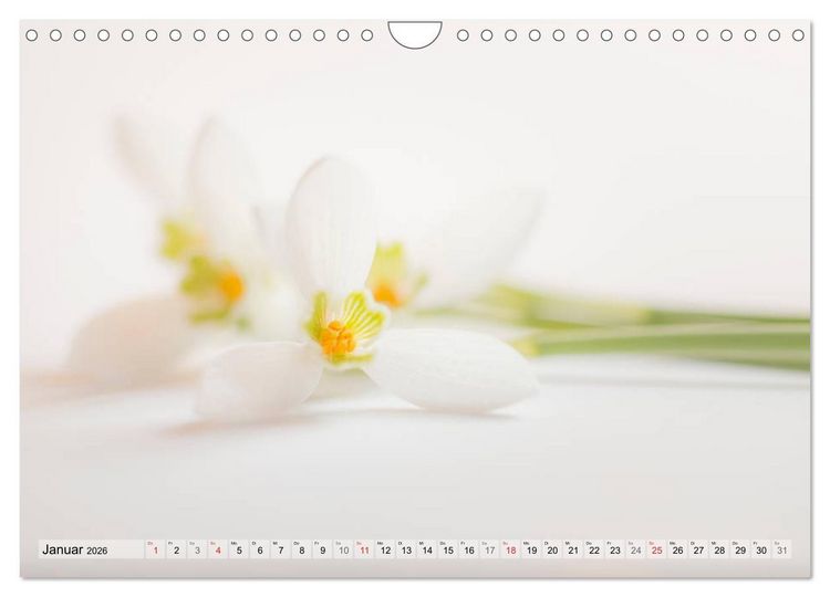 Produktbild: Farbenfroher Bl&uuml;tentraum (Wandkalender 2026 DIN A4 quer), CALVENDO Monatskalender
