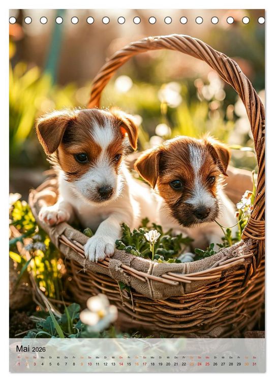 Produktbild: Jack Russel Terrier - furchtlos und viel Selbstvertrauen (Tischkalender 2026 DIN A5 hoch), CALVENDO Monatskalender