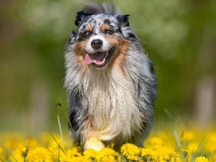 Produktbild: CALVENDO Puzzle Australian Shepherd im Fr&uuml;hling | 1000 Teile Lege-Gr&ouml;&szlig;e 64x48cm Foto-Puzzle f&uuml;r gl&uuml;ckliche Stunden