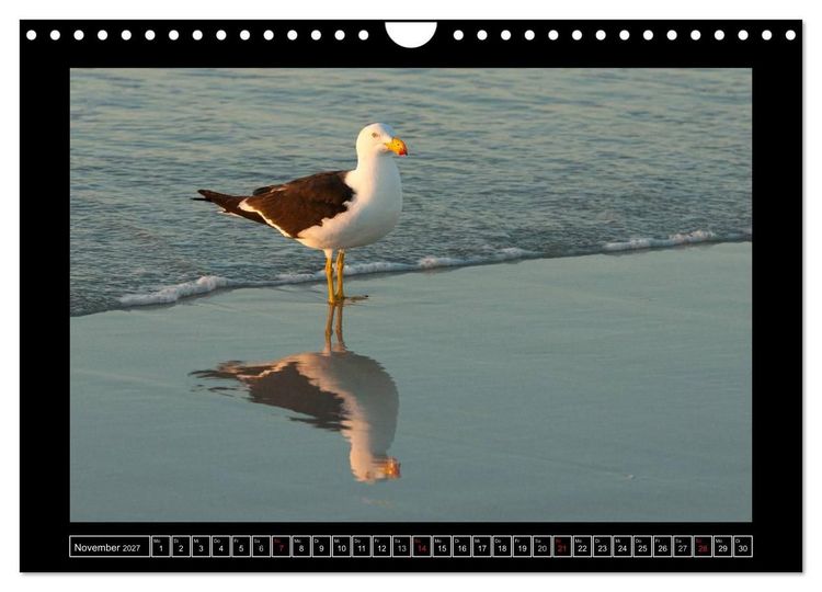 Produktbild: V&ouml;gel von "Down Under" Australien (Wandkalender 2027 DIN A4 quer), CALVENDO Monatskalender