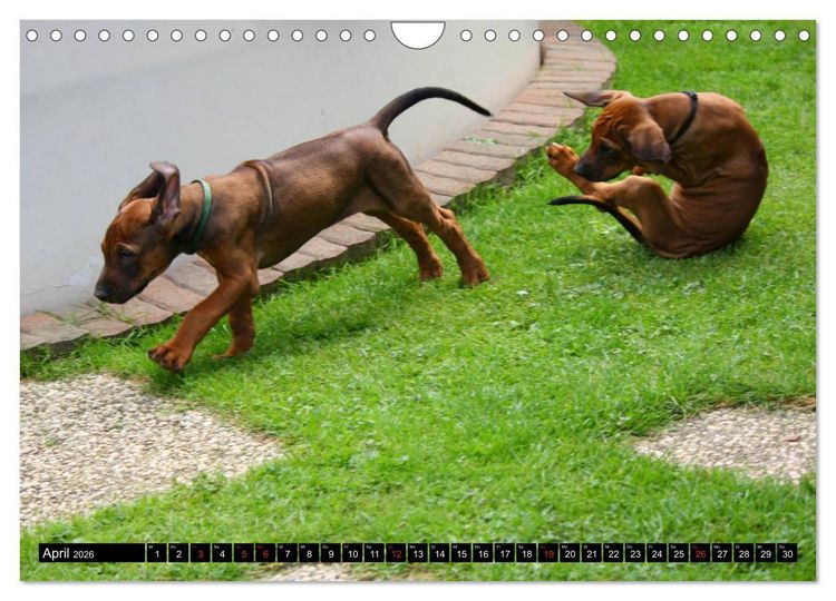 Produktbild: Rhodesian Ridgeback - Schnappsch&uuml;sse - (Wandkalender 2026 DIN A4 quer), CALVENDO Monatskalender