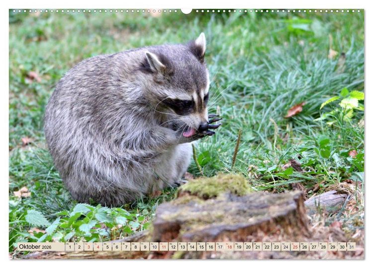 Produktbild: Der Waschb&auml;r - Der Maskentr&auml;ger in unseren W&auml;ldern (Wandkalender 2026 DIN A2 quer), CALVENDO Monatskalender