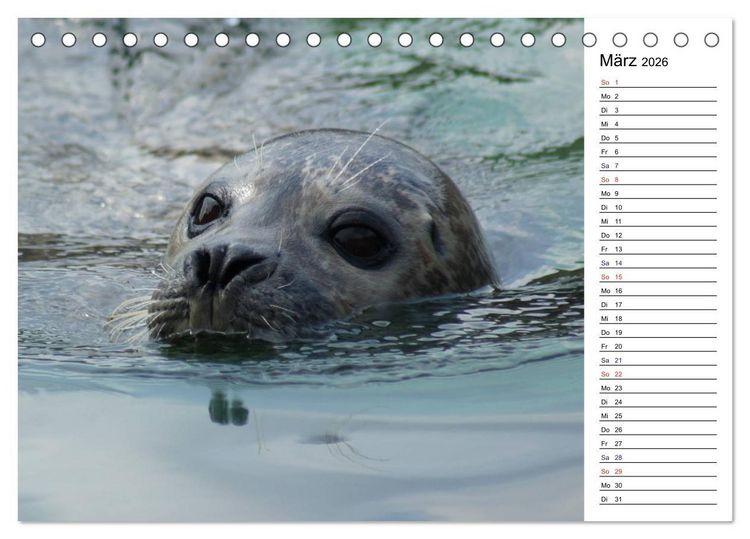 Produktbild: Faszinierende Tierportraits (Tischkalender 2026 DIN A5 quer), CALVENDO Monatskalender