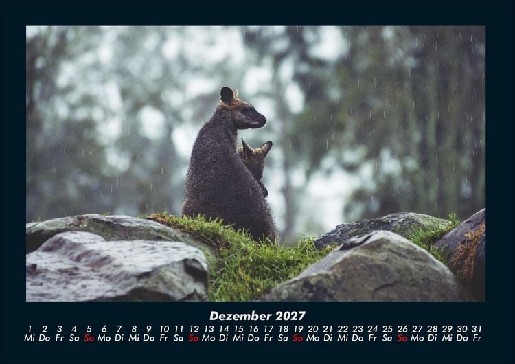 Produktbild: Welt der Tiere 2027 Fotokalender DIN A4