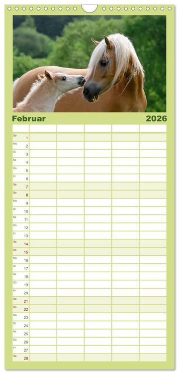 Produktbild: Familienplaner 2026 - Haflinger Fohlen mit 5 Spalten (Wandkalender, 21 x 45 cm) CALVENDO