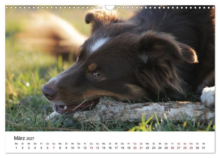Produktbild: Australian Shepherd - Treue Blicke, wilde Herzen (Wandkalender 2027 DIN A3 quer), CALVENDO Monatskalender