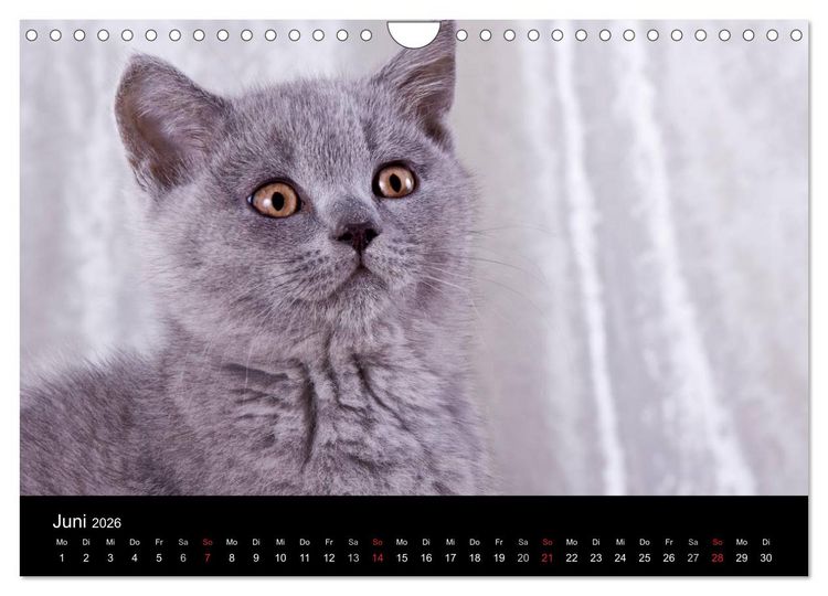 Produktbild: Britisch Kurzhaar Katzen (Wandkalender 2026 DIN A4 quer), CALVENDO Monatskalender