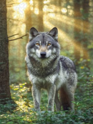 Produktbild: CALVENDO Puzzle Im Herzen der Natur wacht ein K&ouml;nig | 1000 Teile Lege-Gr&ouml;&szlig;e 64x48cm Foto-Puzzle f&uuml;r gl&uuml;ckliche Stunden