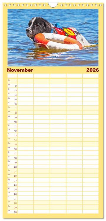 Produktbild: Familienplaner 2026 - Landseer - Ein starker Freund auf 4 Pfoten mit 5 Spalten (Wandkalender, 21 x 45 cm) CALVENDO