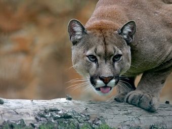 Produktbild: CALVENDO Puzzle Puma | 1000 Teile Lege-Gr&ouml;&szlig;e 64x48cm Foto-Puzzle f&uuml;r gl&uuml;ckliche Stunden