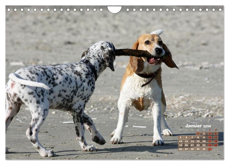 Produktbild: Ein Dalmatiner und ein Beagle - Auf der maritimen Jagd nach dem weltbesten Stock (Wandkalender 2026 DIN A4 quer), CALVENDO Monatskalender