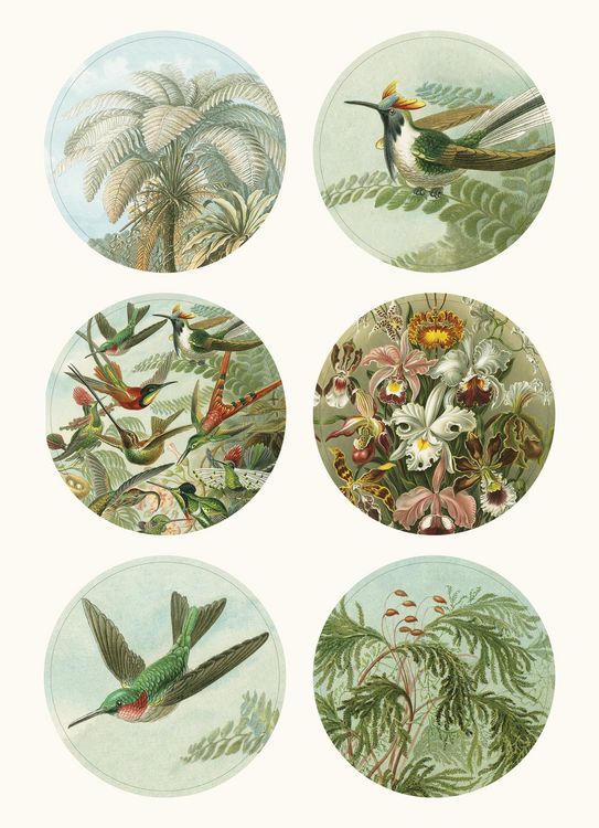 Produktbild: Art Forms in Nature