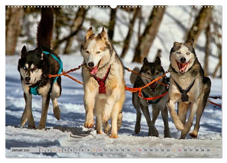 Produktbild: Huskies - Schlittenhunde (Wandkalender 2026 DIN A2 quer), CALVENDO Monatskalender