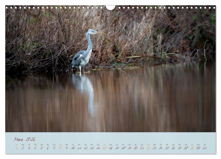 Produktbild: Sch&ouml;nheiten des Waldes (Wandkalender 2026 DIN A3 quer), CALVENDO Monatskalender