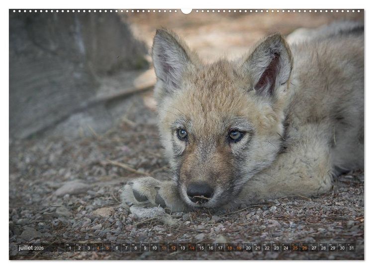 Produktbild: Les p'tits loups gris (Calendrier mural 2026 DIN A2 vertical) calendrier de bureau