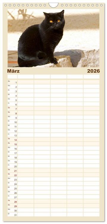 Produktbild: Familienplaner 2026 - B&auml;rige Schmusetiger - Britisch Kurzhaar Katzen mit 5 Spalten (Wandkalender, 21 x 45 cm) CALVENDO