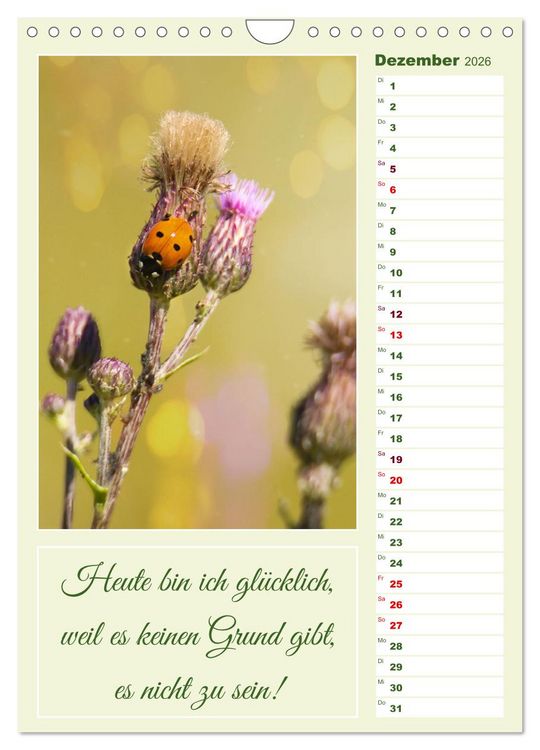 Produktbild: Marienk&auml;fer, Gl&uuml;cksbringer mit sieben Punkten (Wandkalender 2026 DIN A4 hoch), CALVENDO Monatskalender