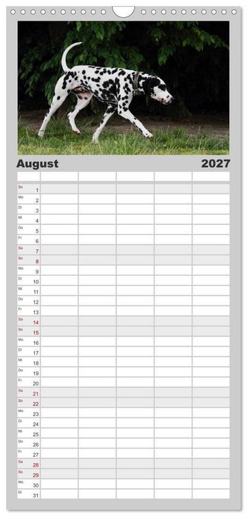 Produktbild: Familienplaner 2027 - Gefleckte Freunde - Hunderasse Dalmatiner mit 5 Spalten (Wandkalender, 21 x 45 cm) CALVENDO