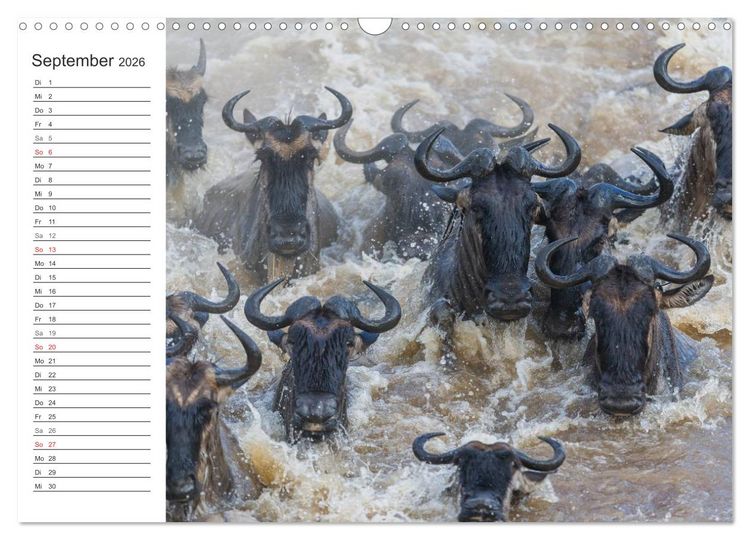 Produktbild: Emotionale Momente: Mein wildes Afrika (Wandkalender 2026 DIN A3 quer), CALVENDO Monatskalender