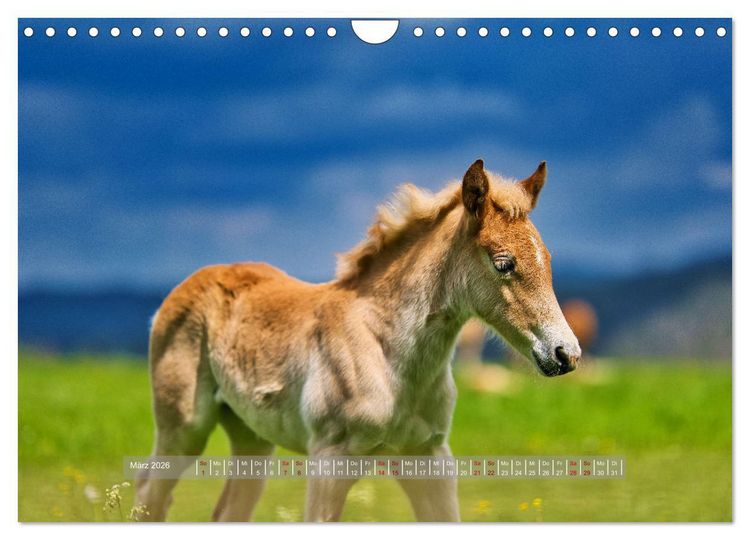 Produktbild: Haflinger Pferde in Th&uuml;ringen (Wandkalender 2026 DIN A4 quer), CALVENDO Monatskalender