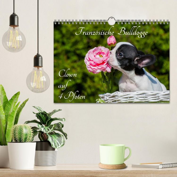 Produktbild: Franz&ouml;sische Bulldogge - Clown auf 4 Pfoten (Wandkalender 2026 DIN A4 quer), CALVENDO Monatskalender