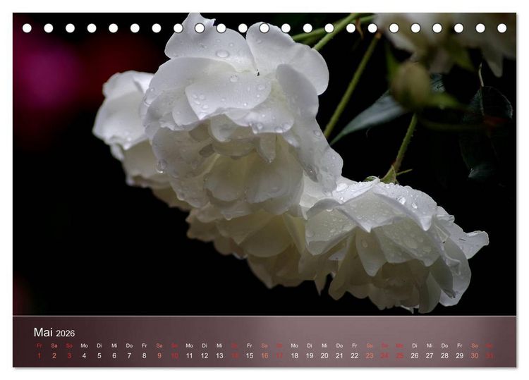 Produktbild: Zarte Sch&ouml;nheiten - Rosen (Tischkalender 2026 DIN A5 quer), CALVENDO Monatskalender