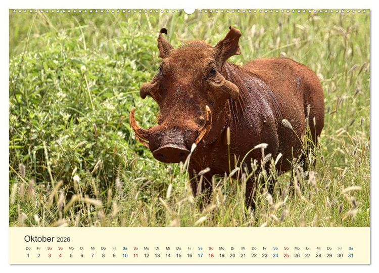 Produktbild: Safari in Kenia (Wandkalender 2026 DIN A2 quer), CALVENDO Monatskalender