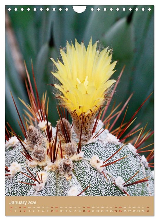 Produktbild: Succulents and Cacti - Strong Thorns, Delicate Blooms (Wall Calendar 2026 DIN A4 portrait), CALVENDO 12 Month Wall Calendar
