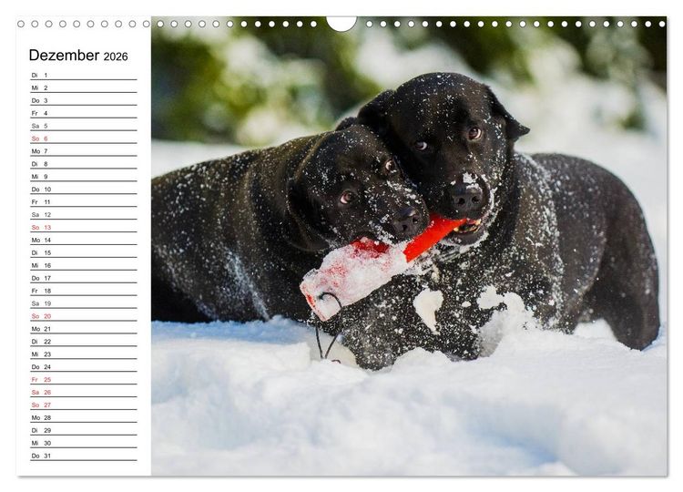 Produktbild: Labrador Retriever - Freunde f&uuml;r&acute;s Leben (Wandkalender 2026 DIN A3 quer), CALVENDO Monatskalender