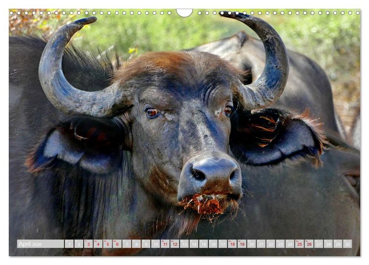 Produktbild: Namibia &ndash; Die Tierwelt vom Caprivi bis Etosha (Wandkalender 2026 DIN A3 quer), CALVENDO Monatskalender