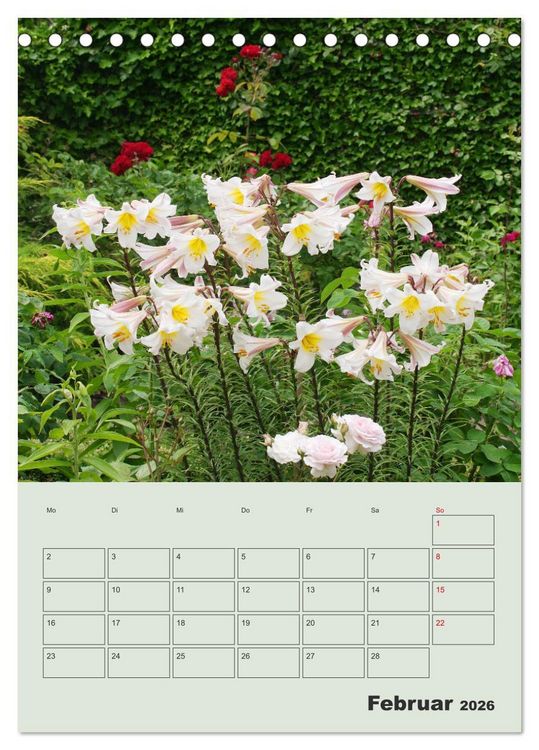 Produktbild: Lilien im Garten (Tischkalender 2026 DIN A5 hoch), CALVENDO Monatskalender