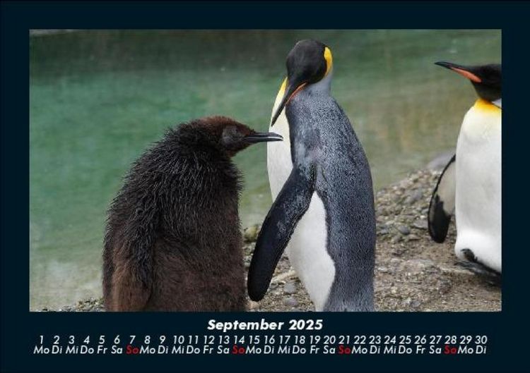 Produktbild: Pinguine & Eisb&auml;ren 2025 Fotokalender DIN A5