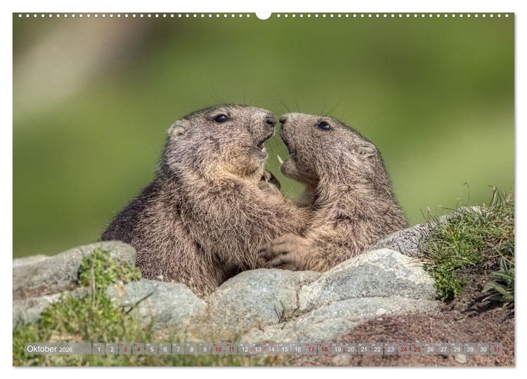 Produktbild: Tiere der Alpen - Murmeltier-Kinder (hochwertiger Premium Wandkalender 2026 DIN A2 quer), Kunstdruck in Hochglanz