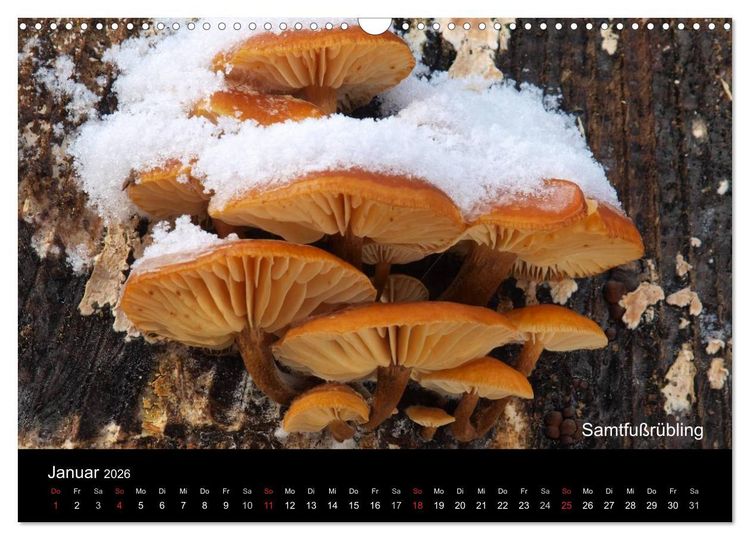 Produktbild: Pilzkalender (Wandkalender 2026 DIN A3 quer), CALVENDO Monatskalender