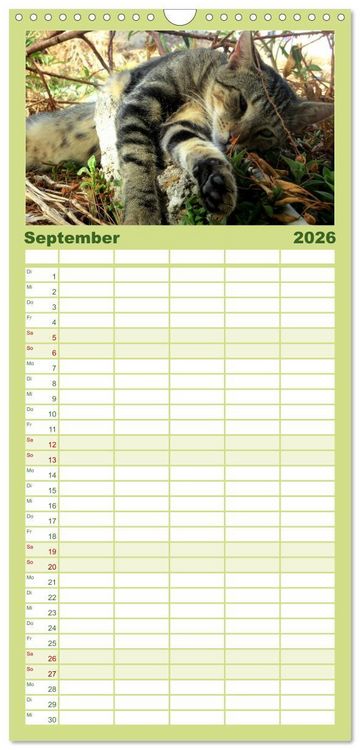 Produktbild: Familienplaner 2026 - SAMTPFOTEN "fellnah" mit 5 Spalten (Wandkalender, 21 x 45 cm) CALVENDO