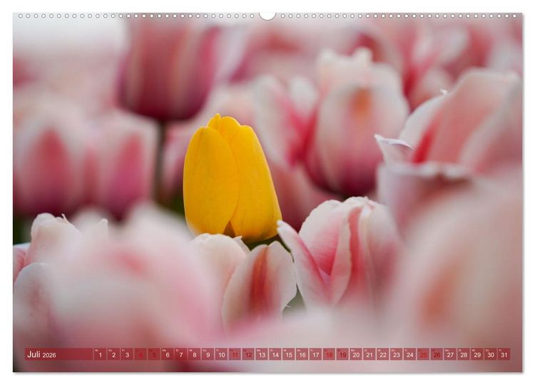 Produktbild: Tulpen - Hollands Stolz (hochwertiger Premium Wandkalender 2026 DIN A2 quer), Kunstdruck in Hochglanz