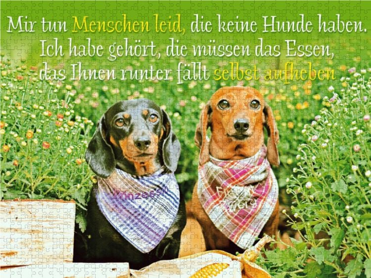 Produktbild: CALVENDO Puzzle Zwei Kurzhaar-Dackel mit karierten Halst&uuml;chern sitzen nebeneinander im Garten | 2000 Teile Lege-Gr&ouml;&szlig;e 90x67cm Foto-Puzzle f&uuml;r gl&uuml;cklic