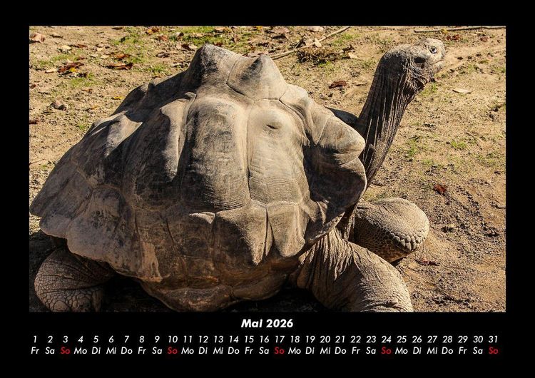 Produktbild: Schildkr&ouml;tenzauber 2026 Fotokalender DIN A3