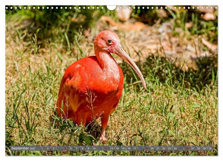 Produktbild: Sunshine State Florida Natur, Tierwelt und Nationalparks (Wandkalender 2027 DIN A3 quer), CALVENDO Monatskalender