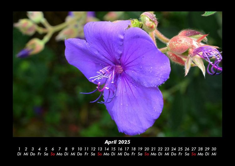 Produktbild: Blumentr&auml;ume 2025 Fotokalender DIN A3