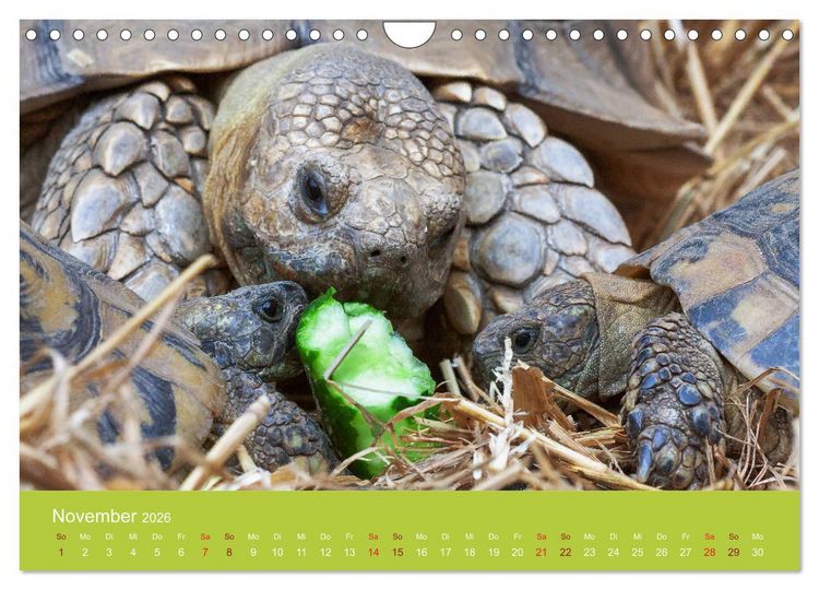 Produktbild: Meine Schildkr&ouml;ten (Wandkalender 2026 DIN A4 quer), CALVENDO Monatskalender